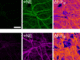 visualisation from the paper