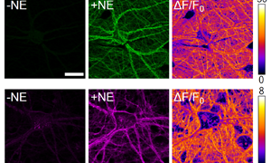 visualisation from the paper
