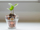 tiny glass filled with coins out of which sprouts a plant