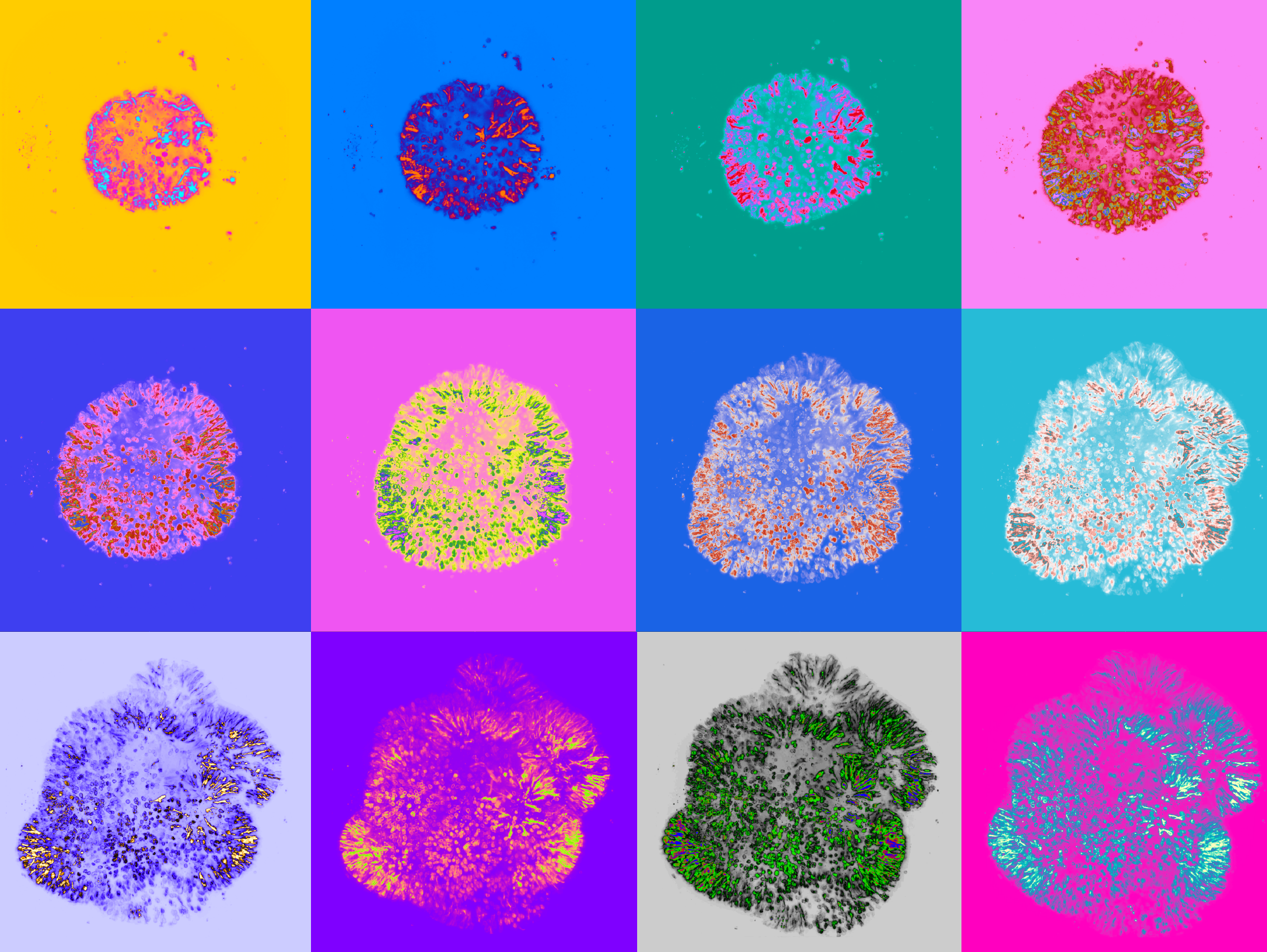 Timelapse image projections (false coloured) of a brain organoid imaged using a lightsheet microscope for ~188 hours.